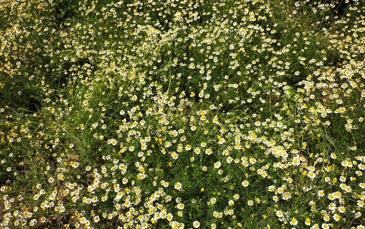 chamomile