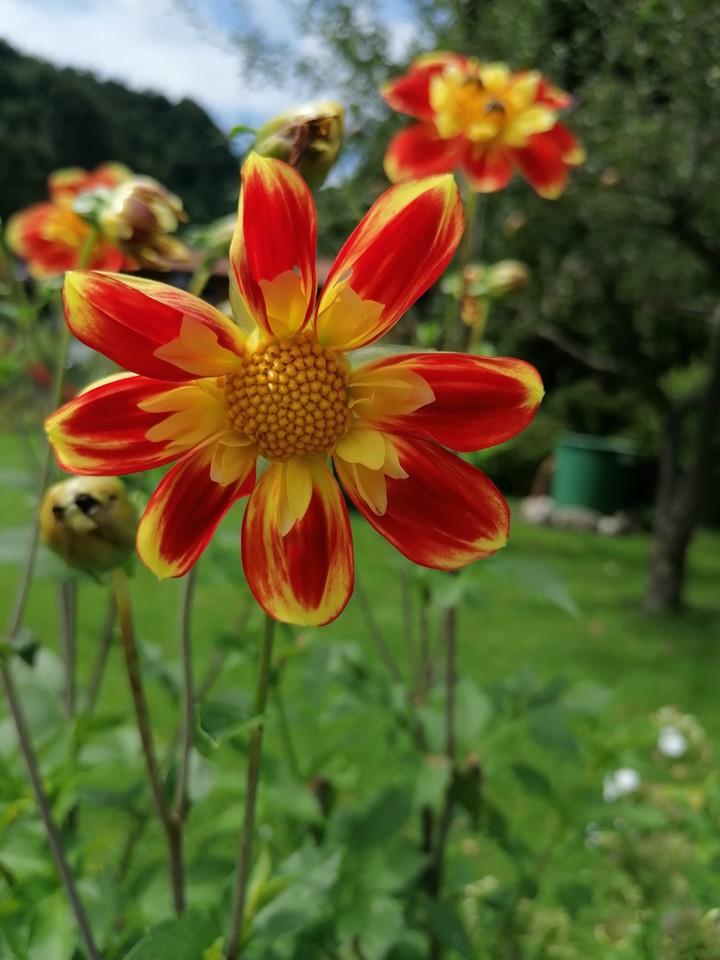 flowers