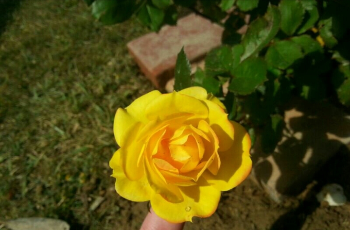 Chameleon Rose