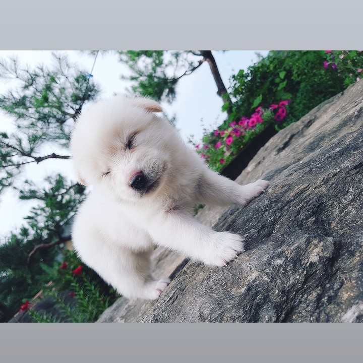 Cute baby dog