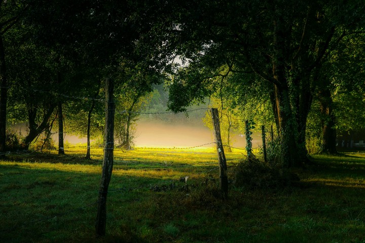 Strange forest