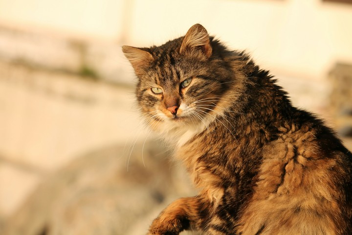 cat