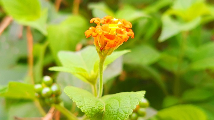 flor