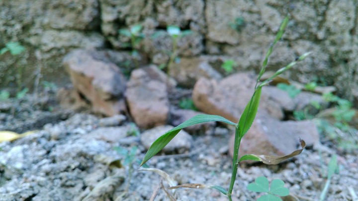 The Grass.