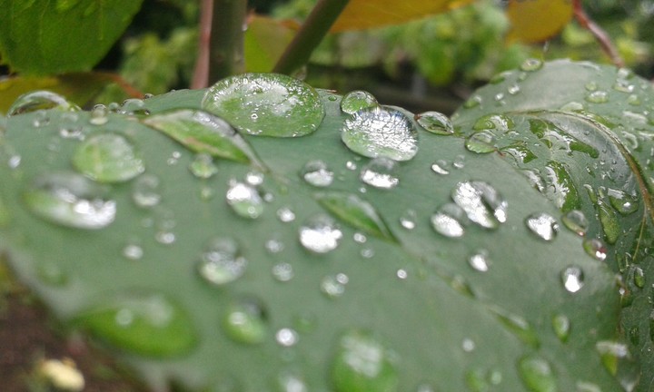 raindrips