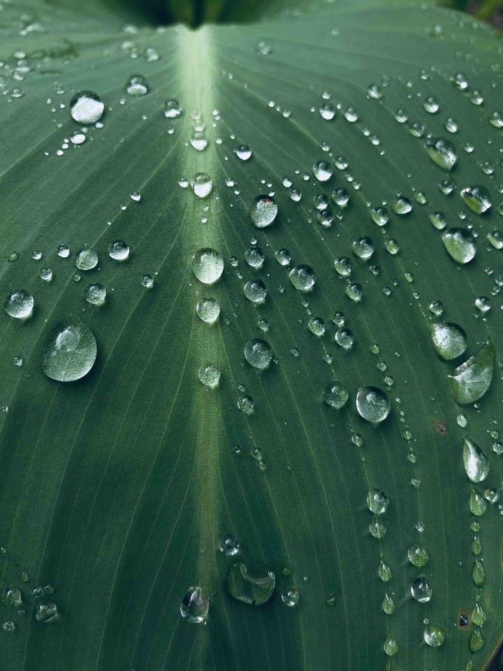 Green plant