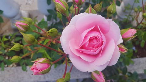 Rose