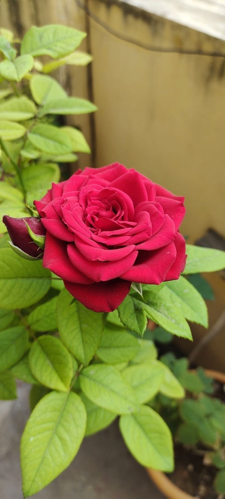 pink, petal háttérképek