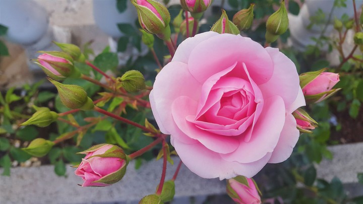 Rose