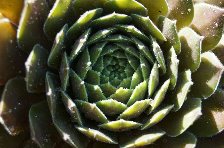 Aloe polyphyllo