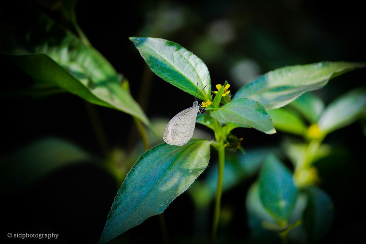 butterfly