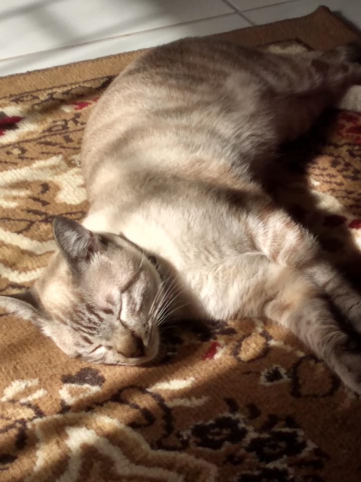 sleep cat