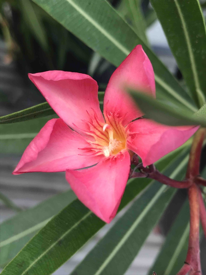 flower