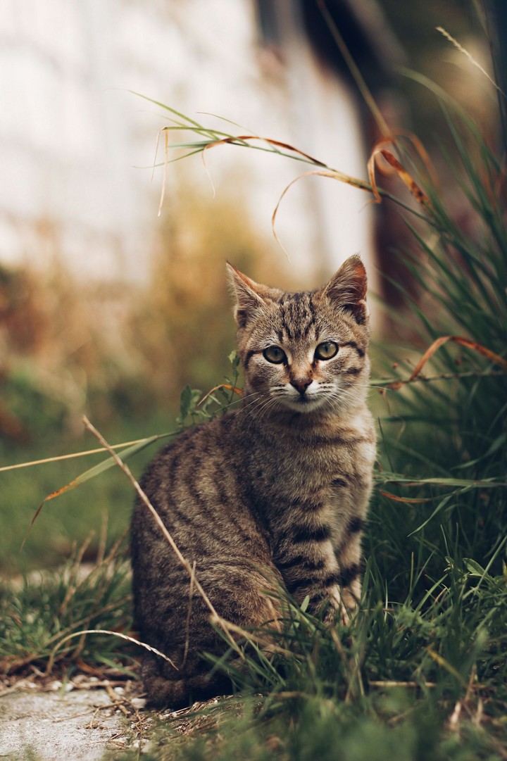 little cat