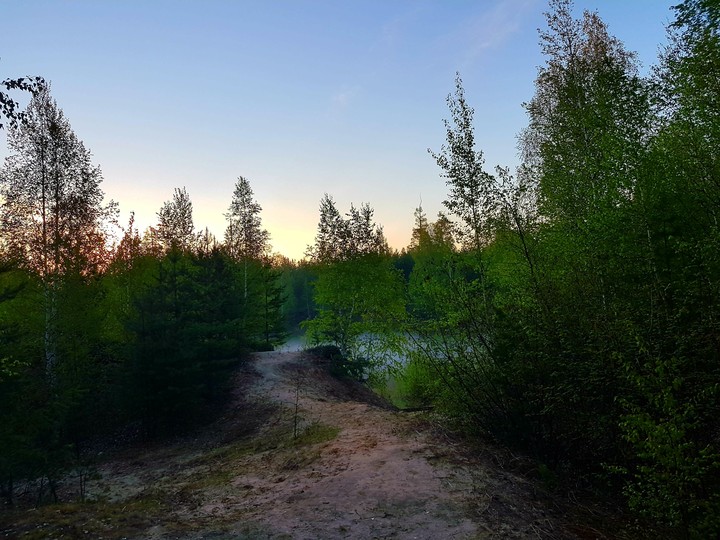 Утренний лес