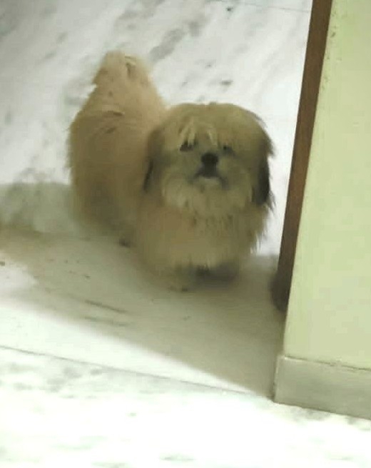 lhasa_apso