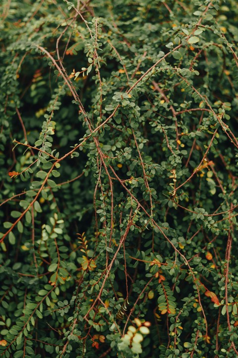 phyllanthaceae, herb वॉलपेपर