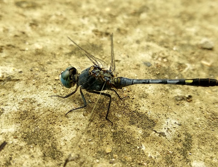 #Dragonfly