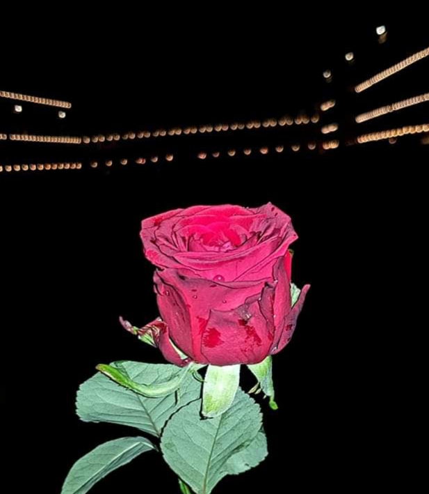 rosa