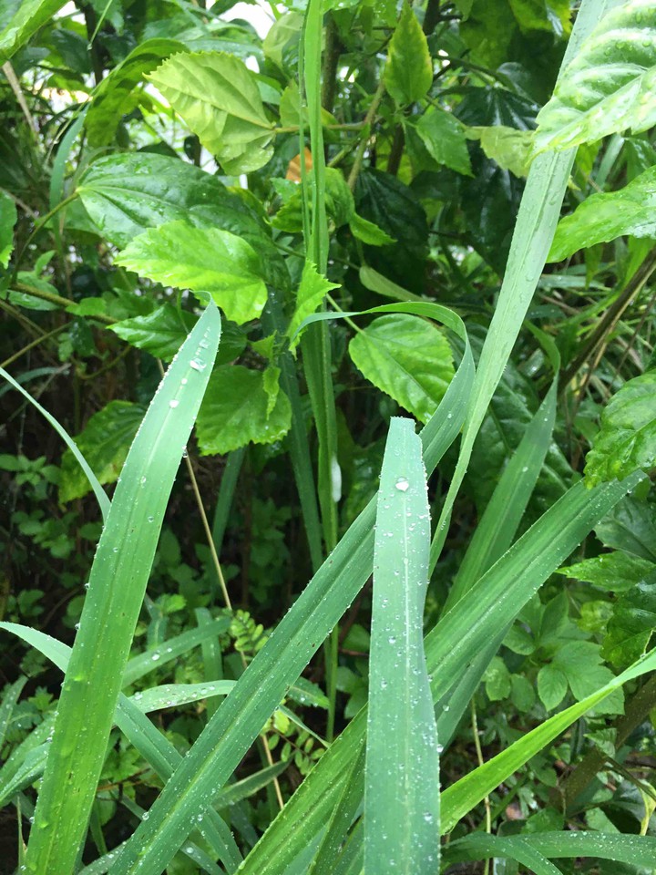 dewdrop