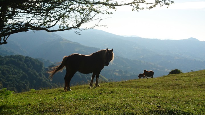 Aldudes horses