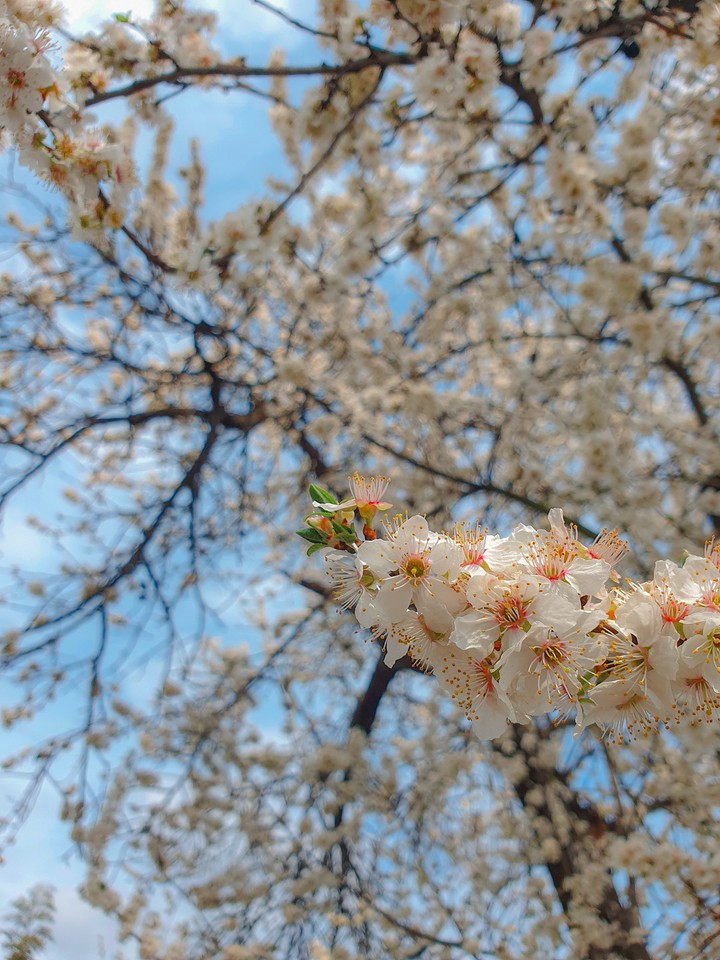 spring light