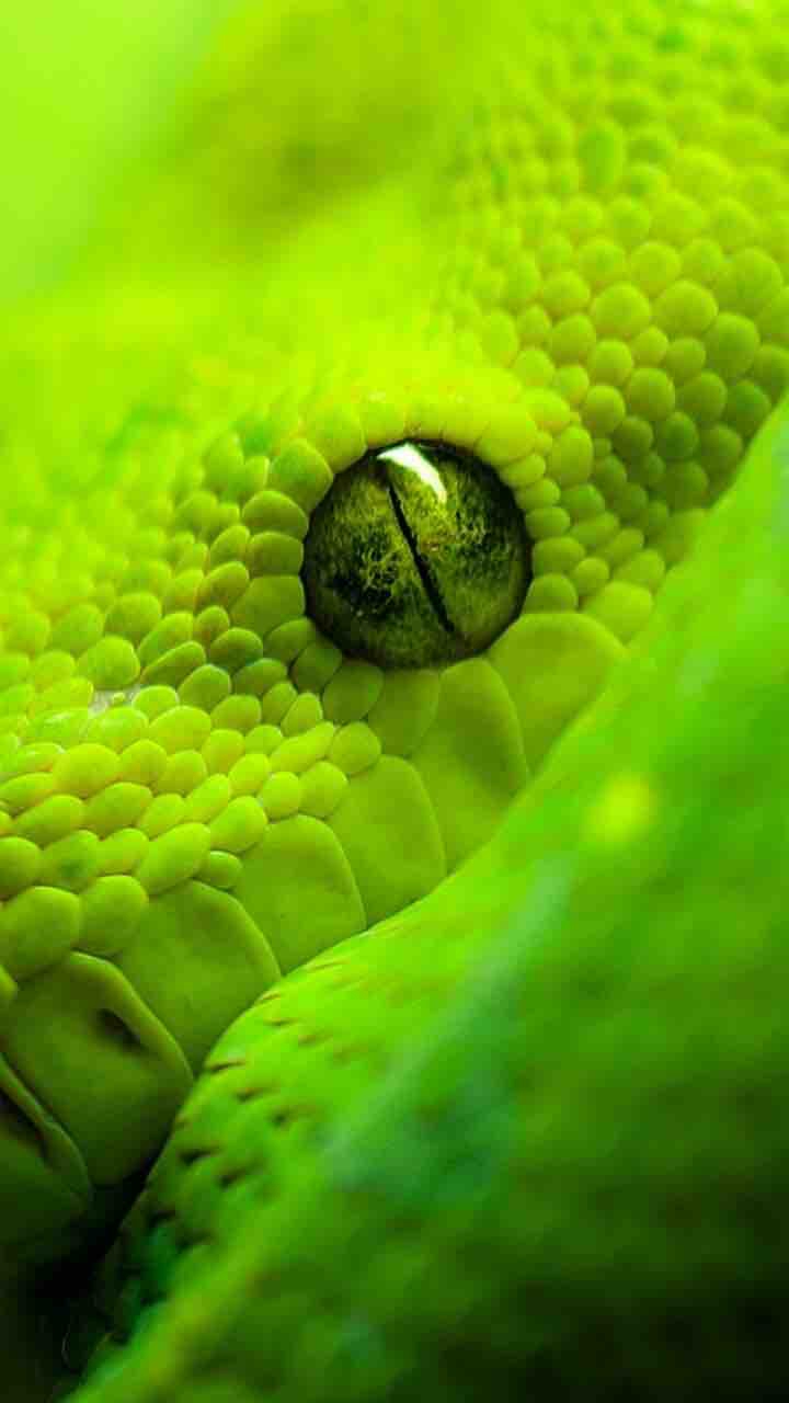 sneak