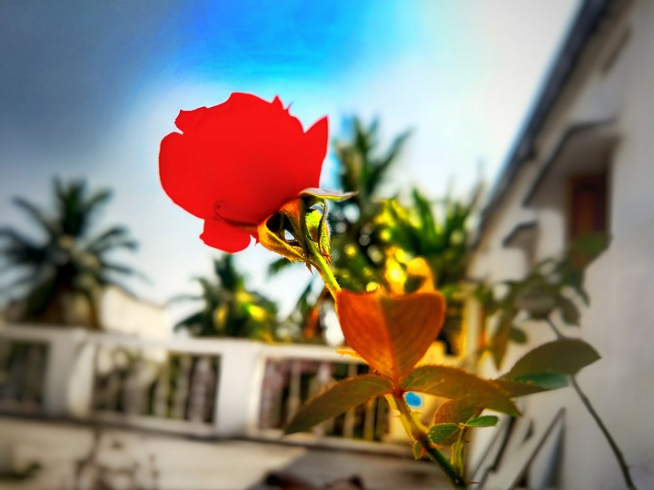 rose