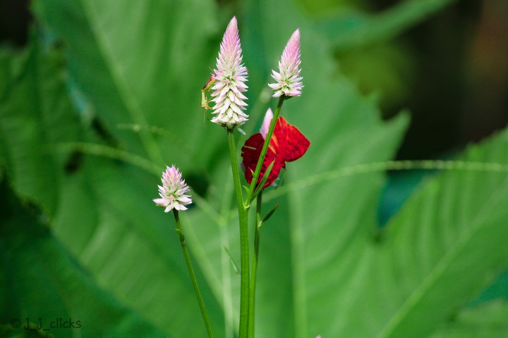 NATURE PHOTOGRAPHY