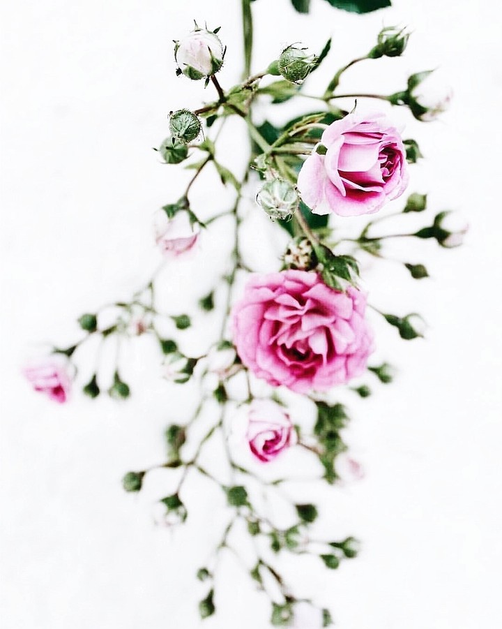 Roses