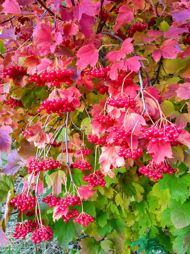Viburnum