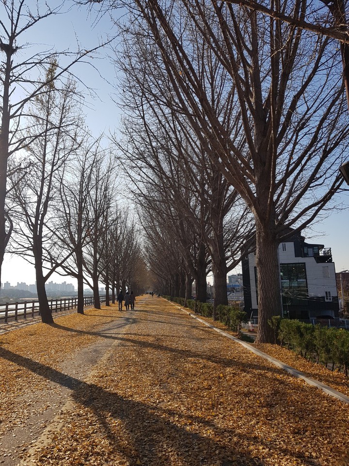겨울길.은행나무길.겨울나무