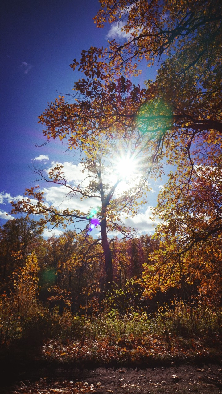 sunny forest