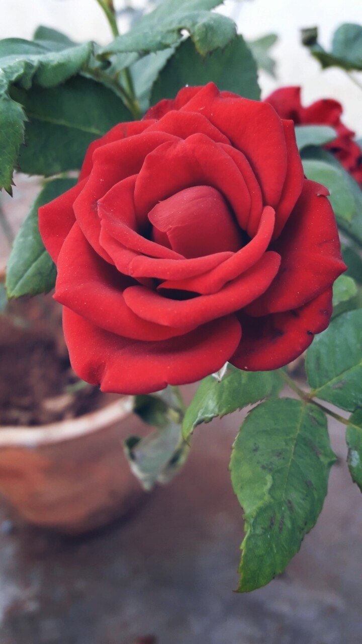 #Rose