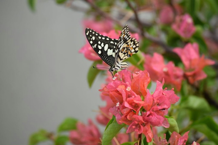butterfly 3717