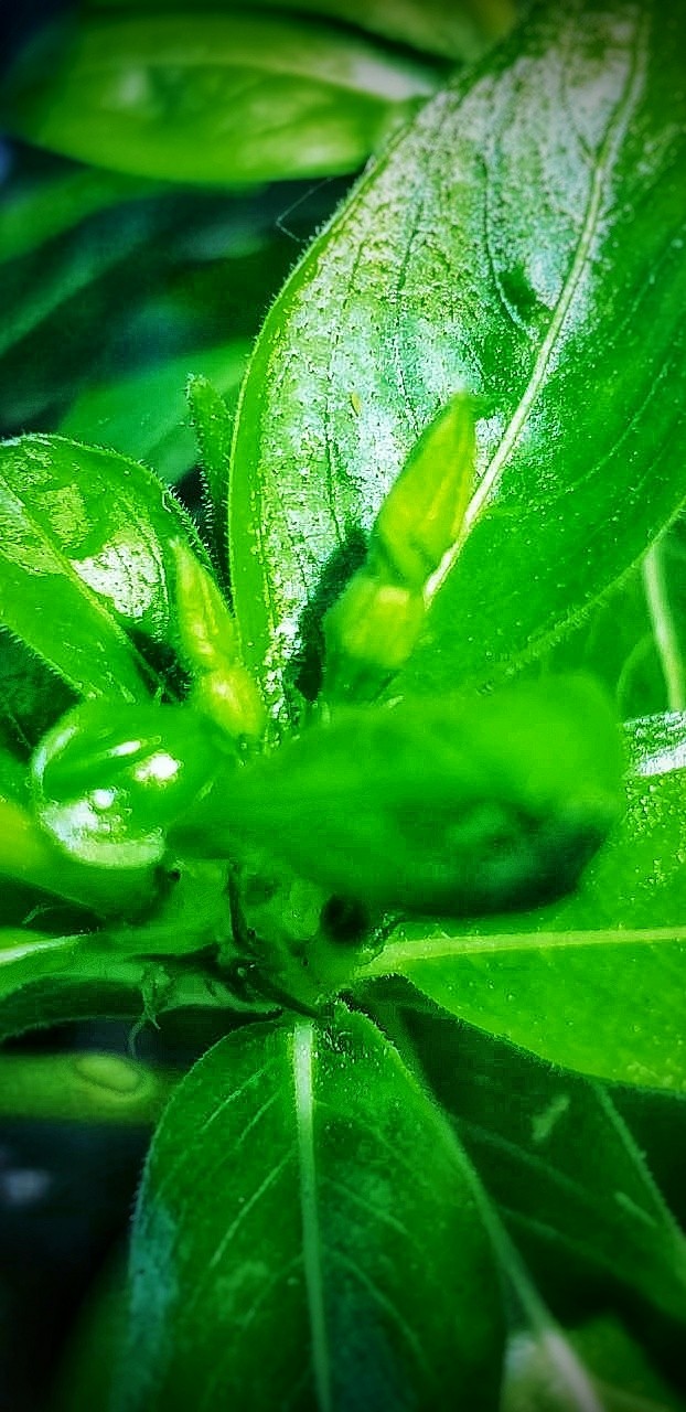 Nature