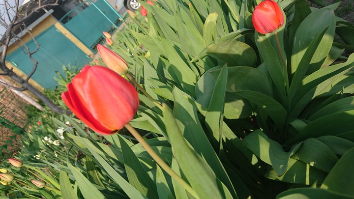 Tulip 