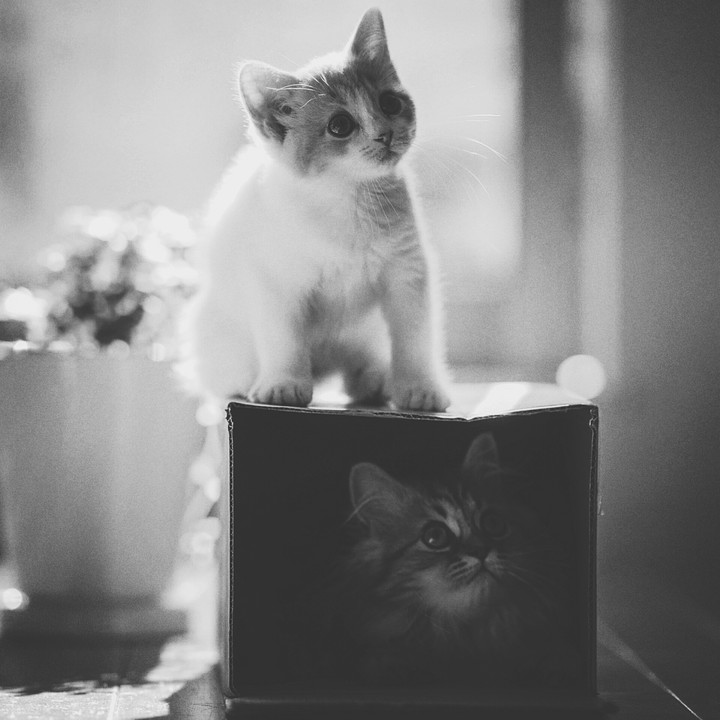 cat