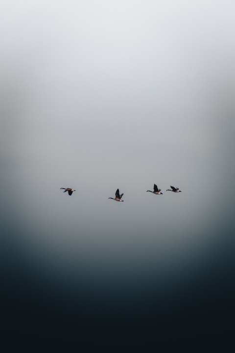 шпалери cloud, mist