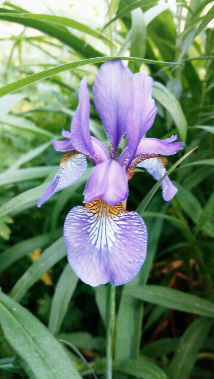 violet