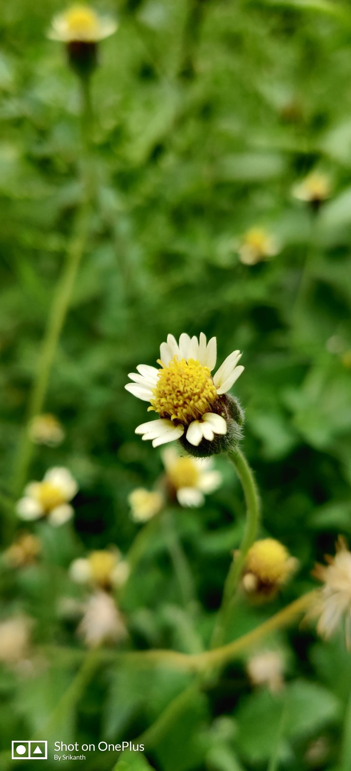 flowers love