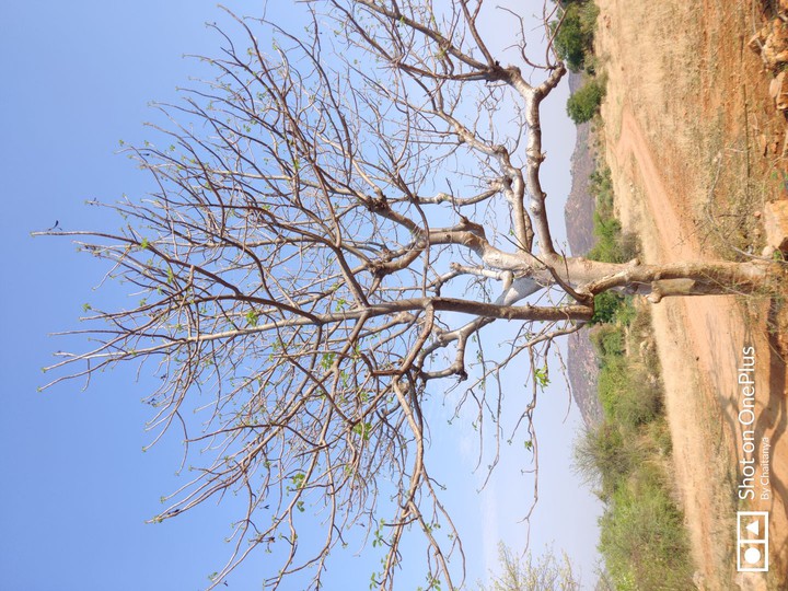 ? Nature