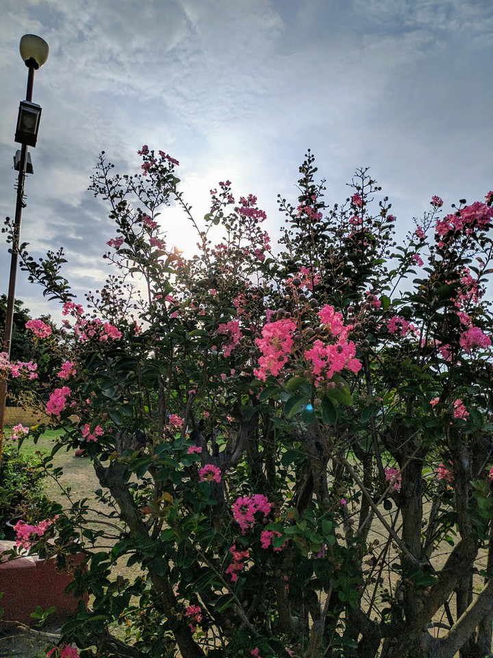 bloom