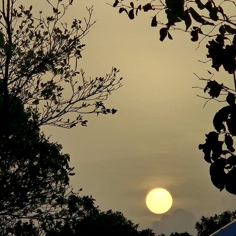 sun, branch wallpapers