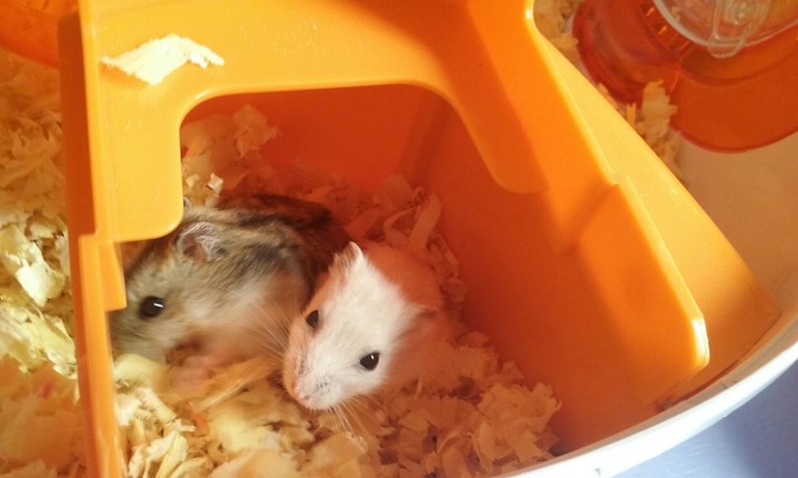 hamsters topos