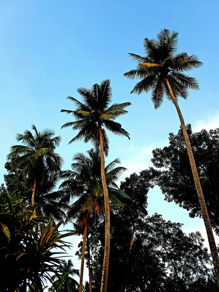 Nature