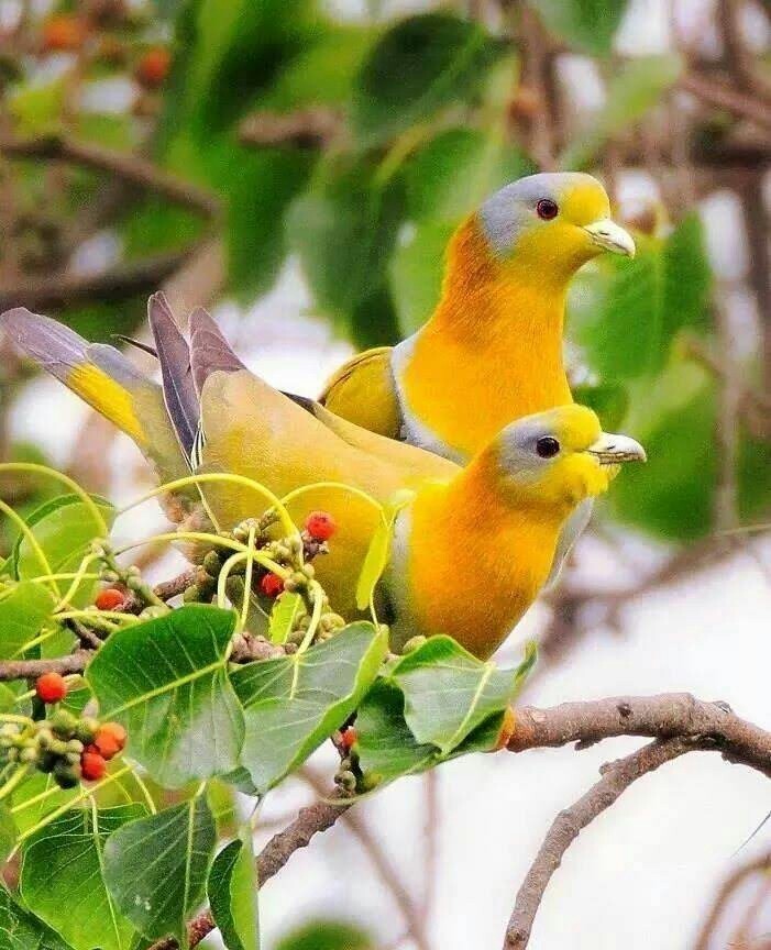 pájaros hermoso