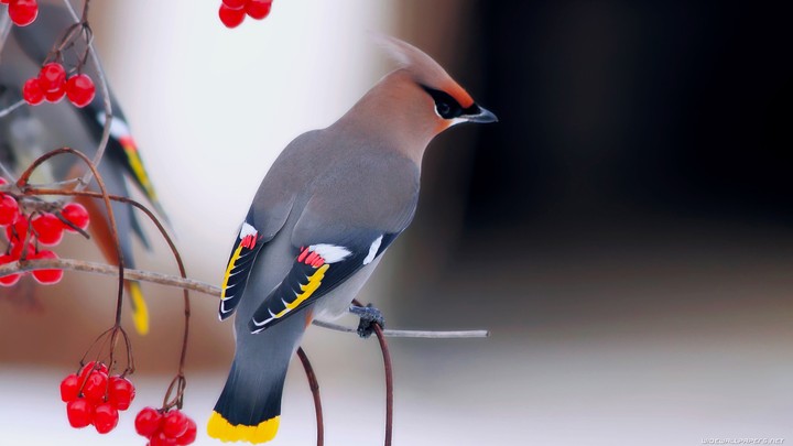 Bird