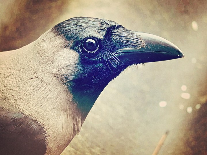 crow