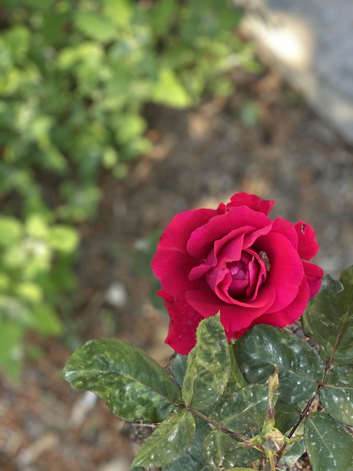 rose